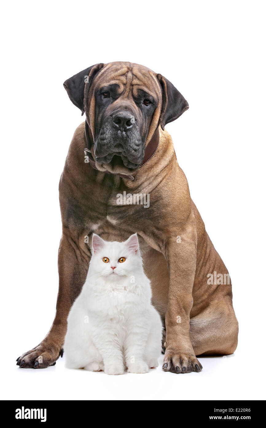 strong dog and a show cat Stock Photo