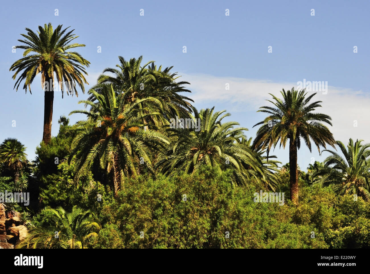 Palm trees summer hi-res stock photography and images - Alamy