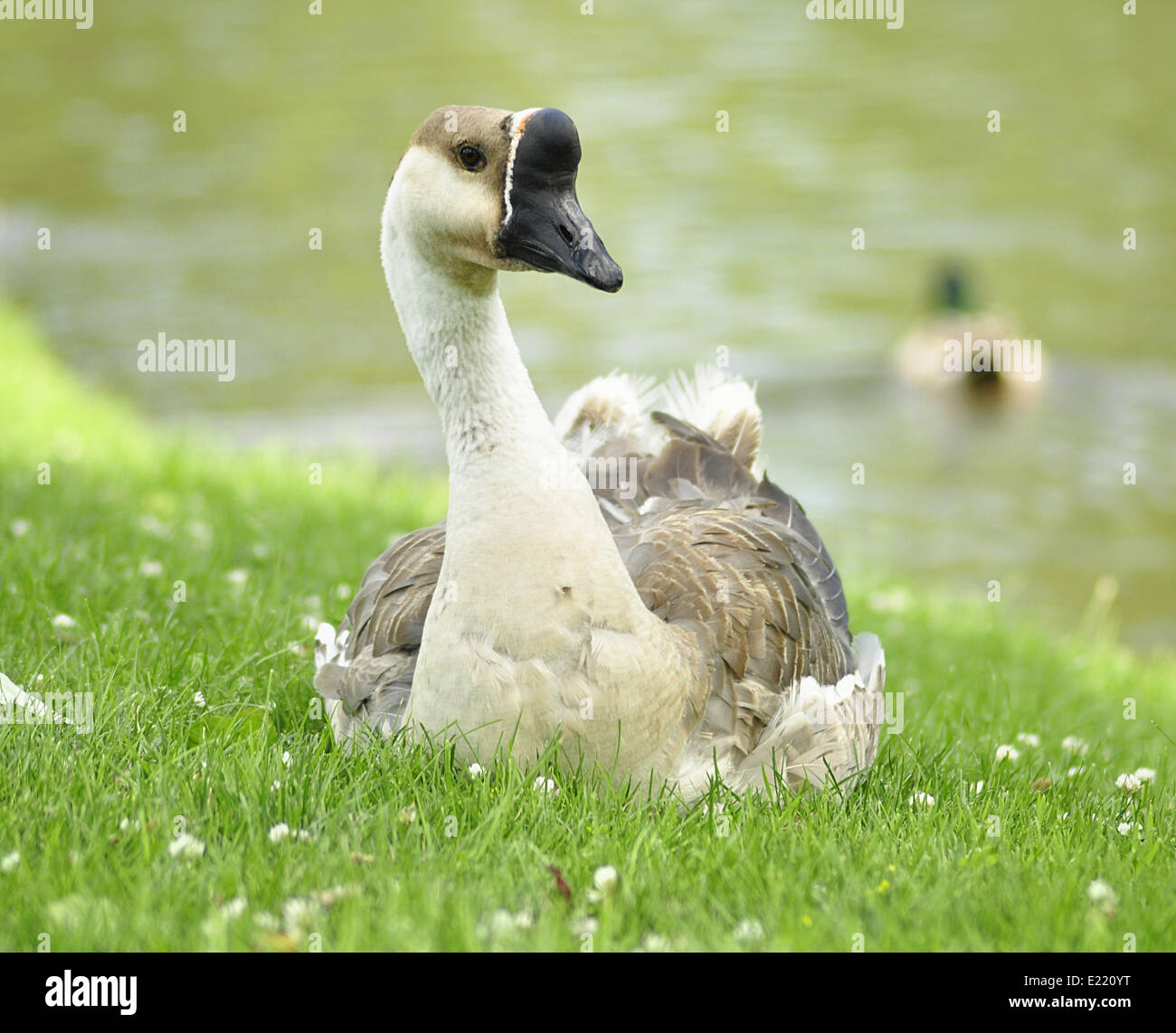 Outdoor goose hi-res stock photography and images - Alamy