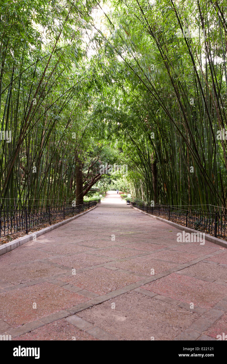 bamboo garden Stock Photo