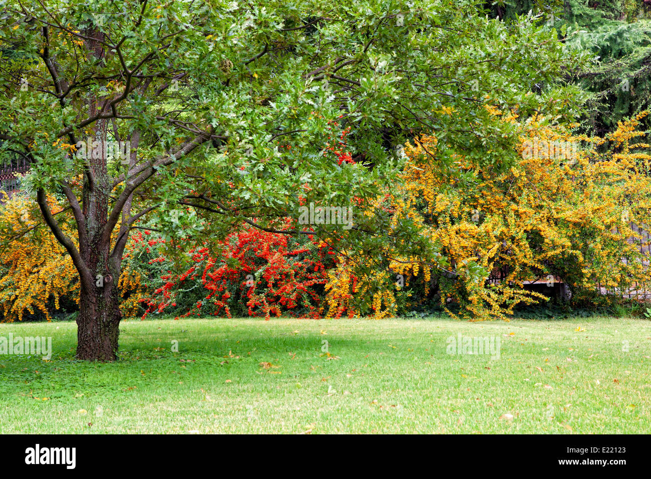 Green trees in park Stock Photo - Alamy