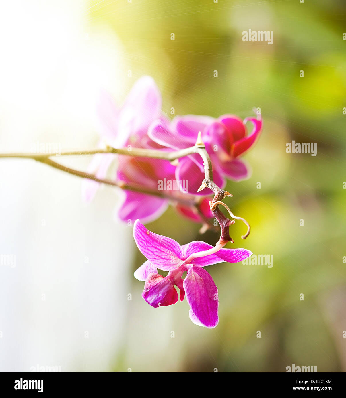 Branch of magenta tropical orchid Stock Photo