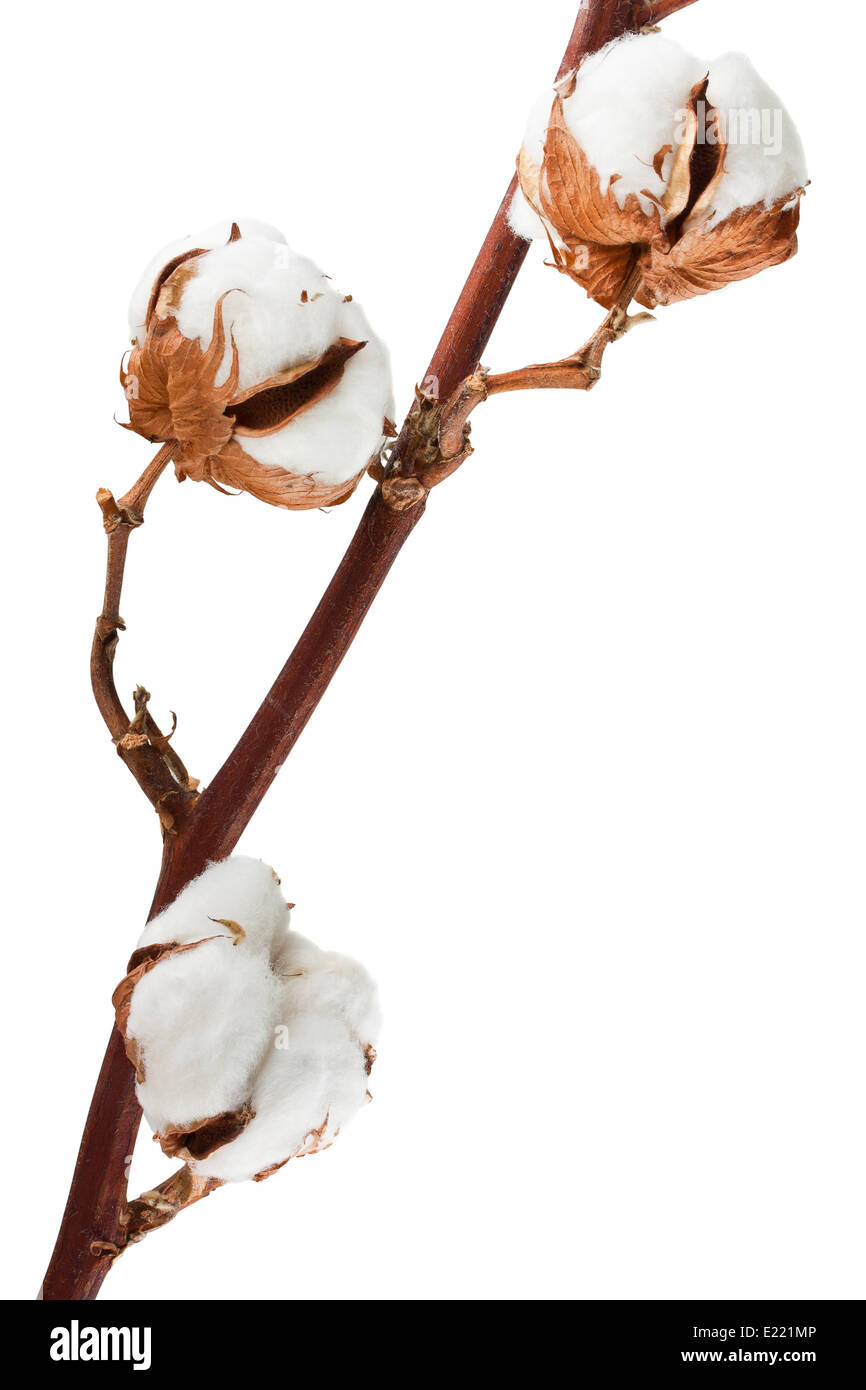 Cotton plant Stock Photo