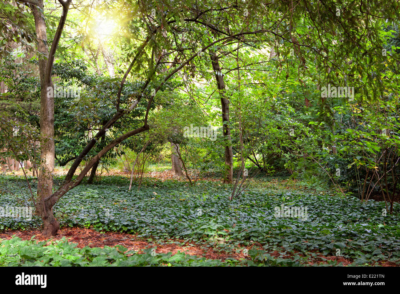 Green trees in park Stock Photo - Alamy