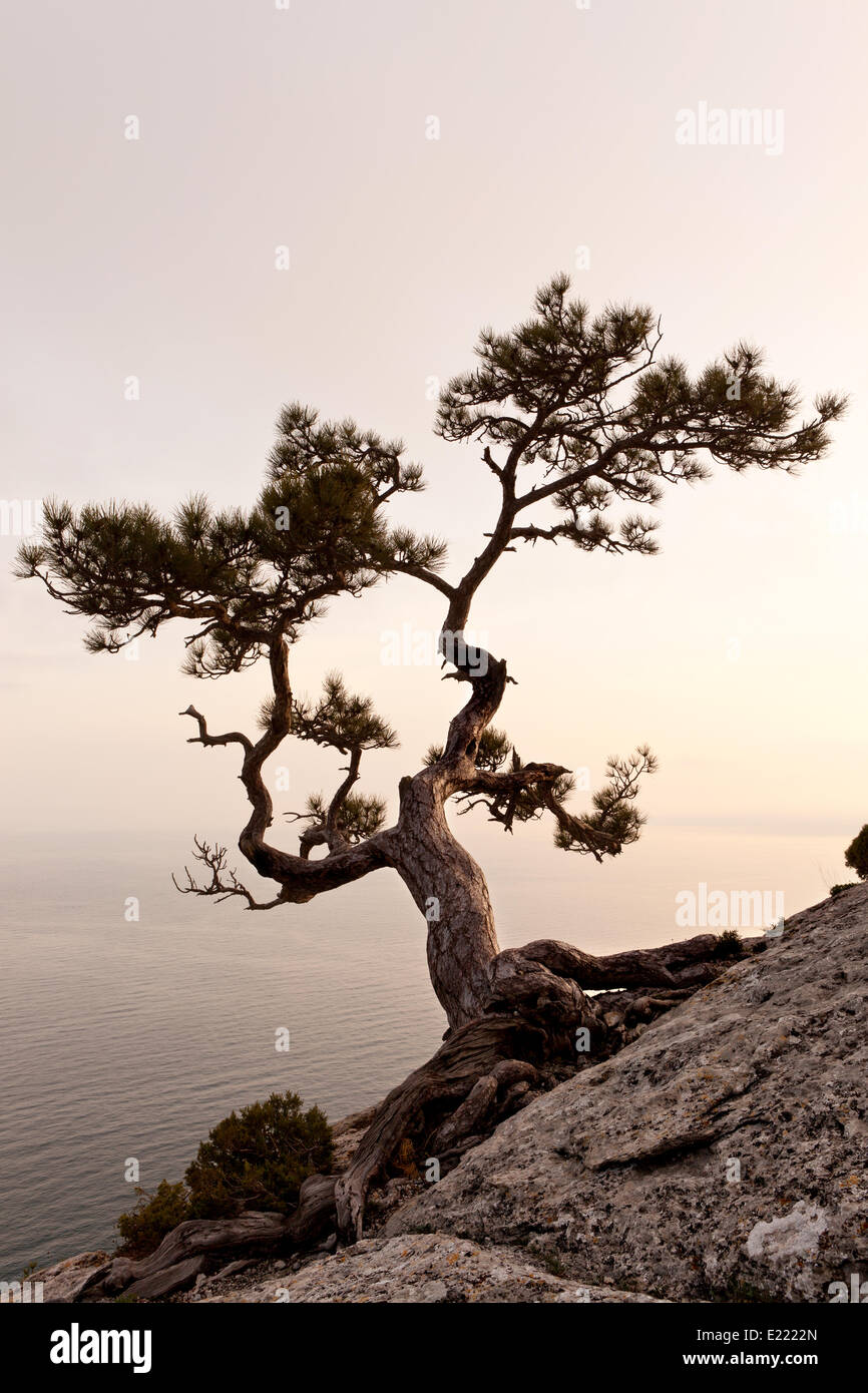 Lonely juniper tree at sunset Stock Photo