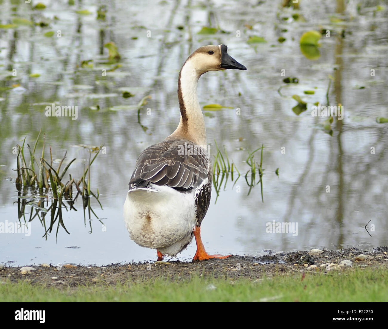 Posing goose hi-res stock photography and images - Alamy