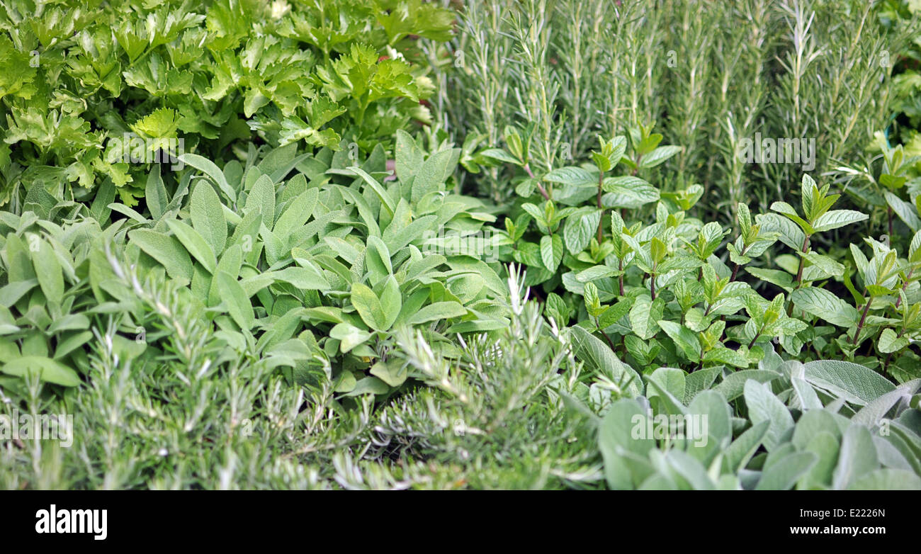 garden with variety of aromatic plants: rosemary, sage, mint, parsley Stock Photo