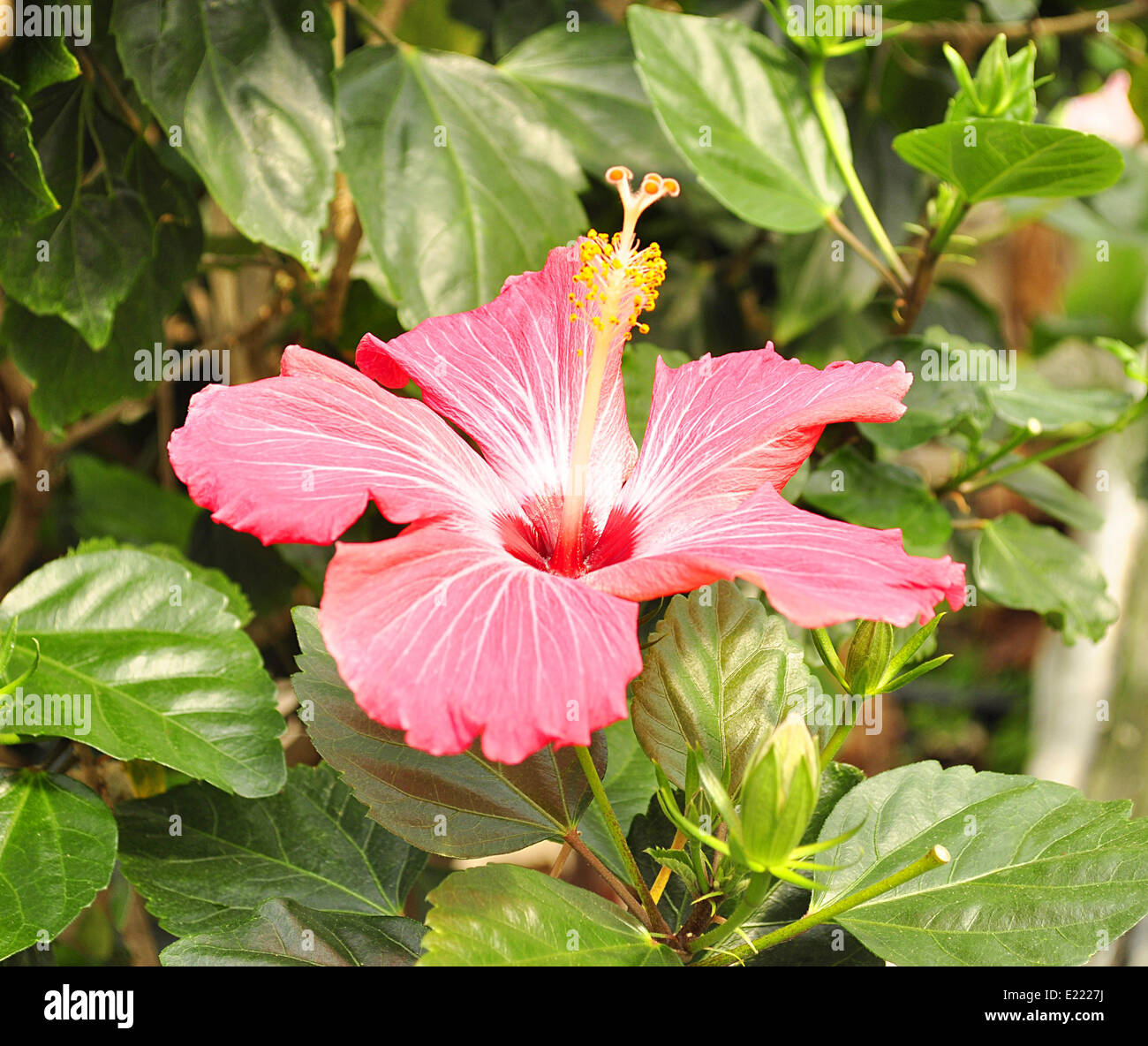 Full hibiscus flower hi-res stock photography and images - Alamy