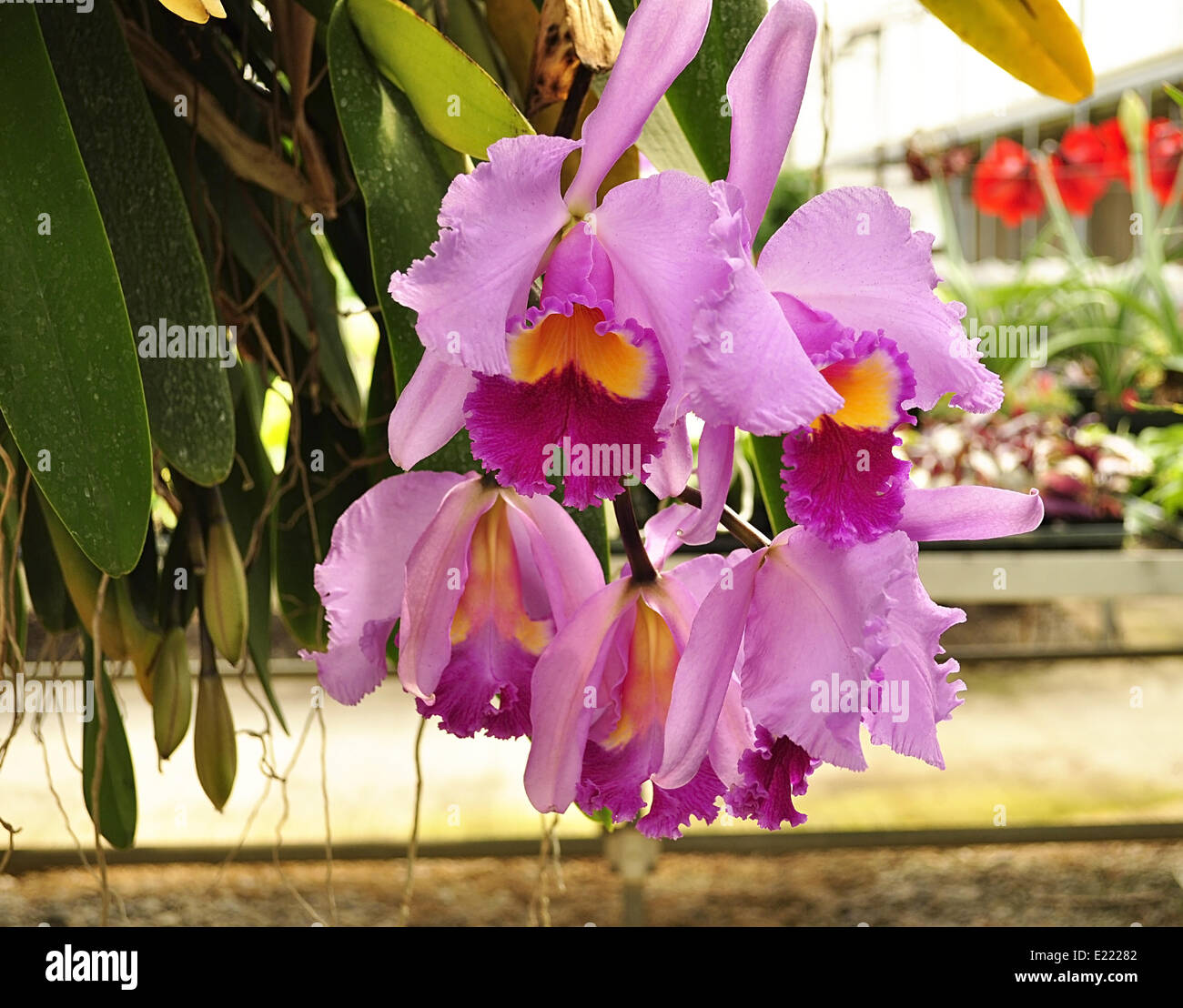 cattleya tropical flowers Stock Photo