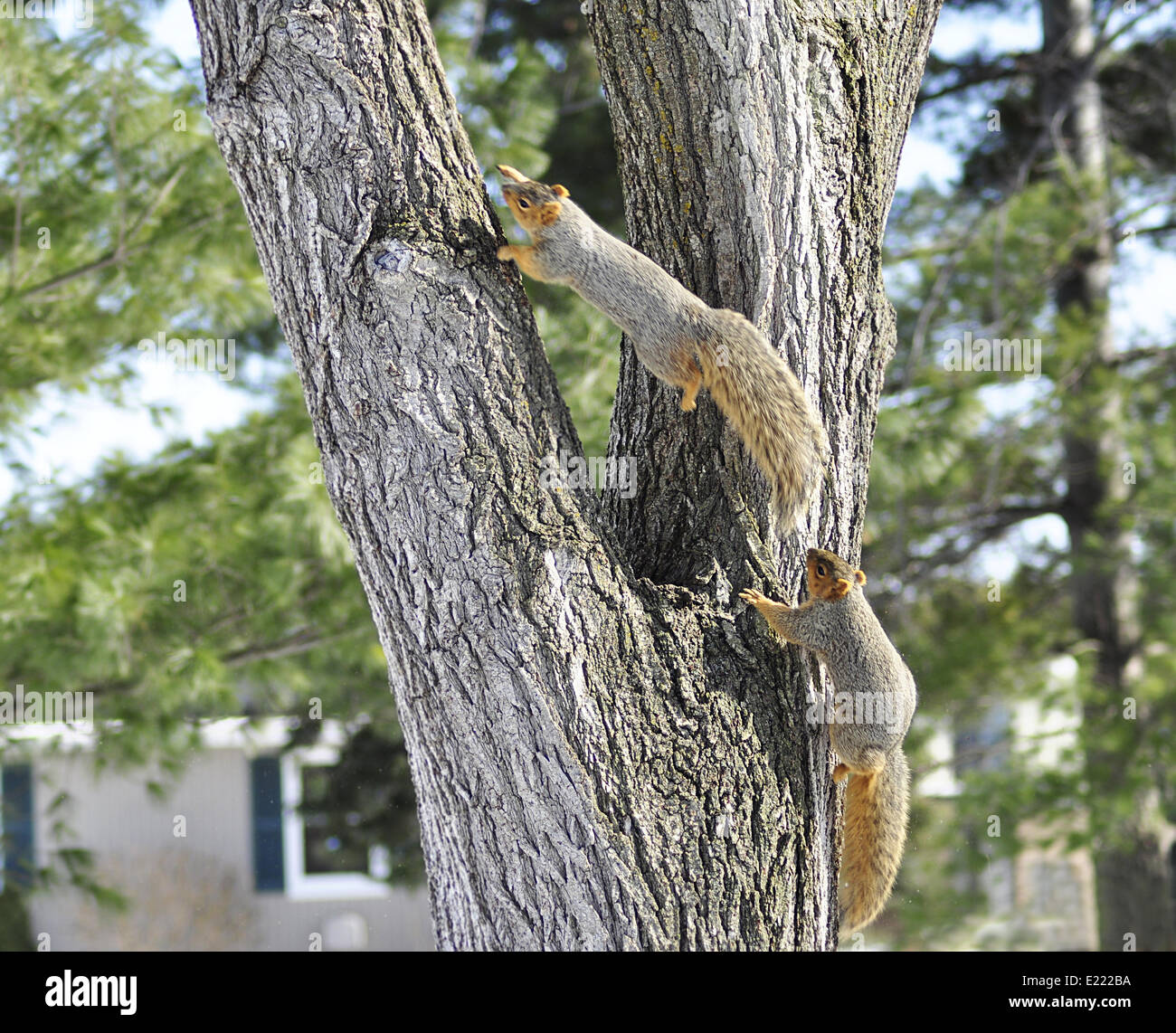 squirrels Stock Photo