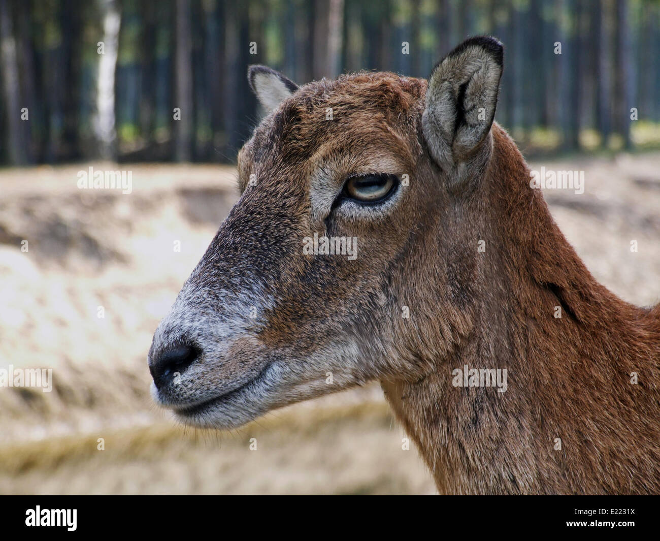 moufflon (Ovis orientalis) Stock Photo