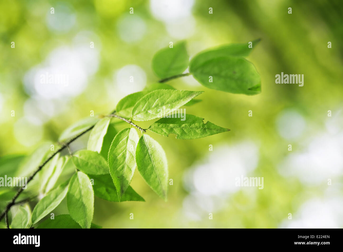 Green leaves on a branch close up Stock Photo - Alamy