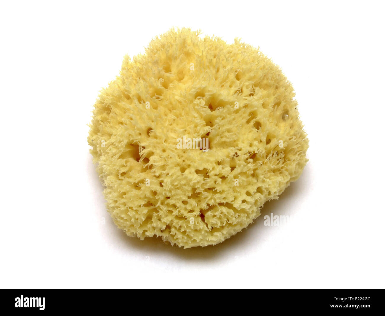 Naturschwamm / natural sponge Stock Photo