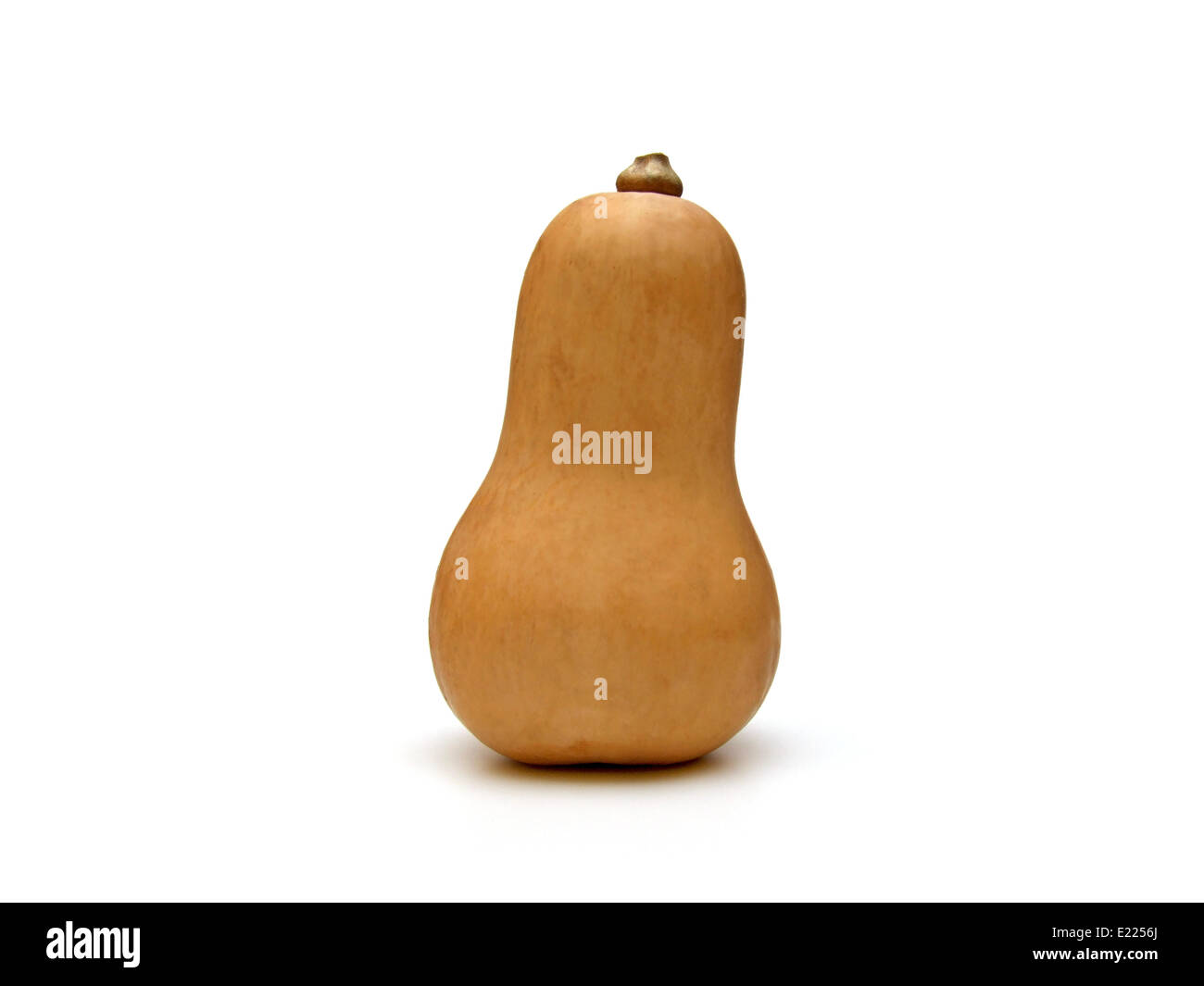 butternut squash (Cucurbita moschata Stock Photo Alamy