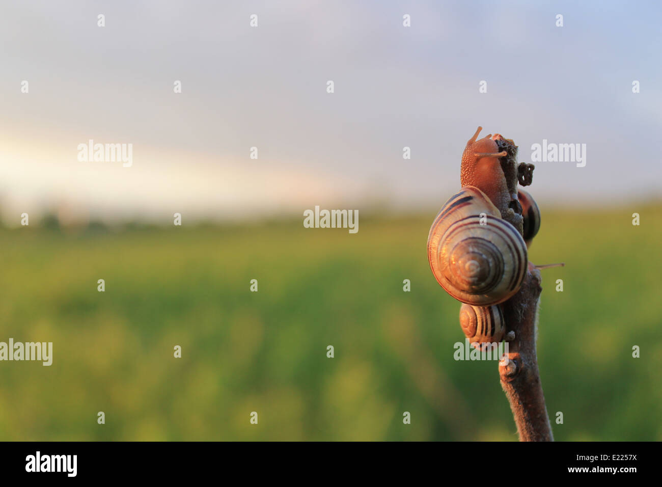 Snail escaping hires stock photography and images Alamy