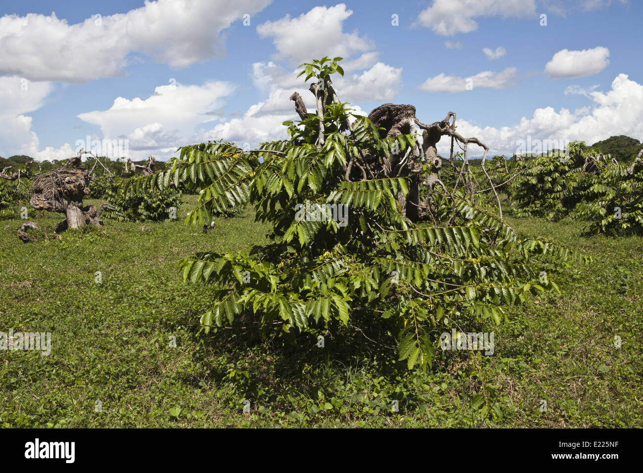 Cananga odorata,Ylang-Ylang, Madagascar, Africa Stock Photo