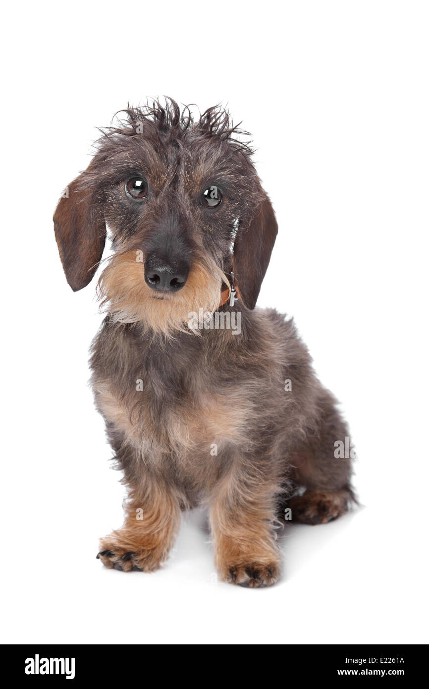 miniature wire-haired dachshund Stock Photo