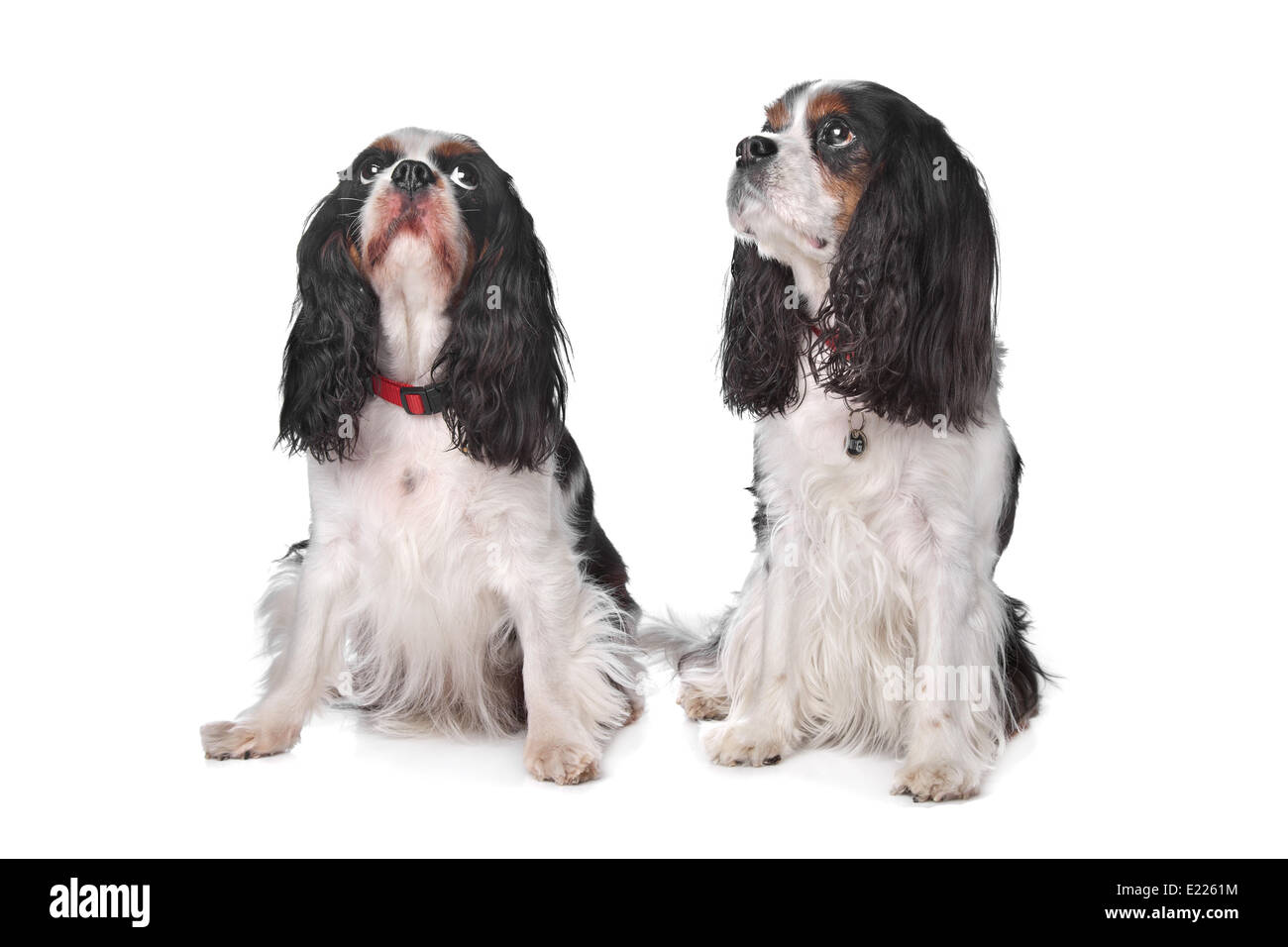 Two Cavalier King Charles Spaniels Stock Photo