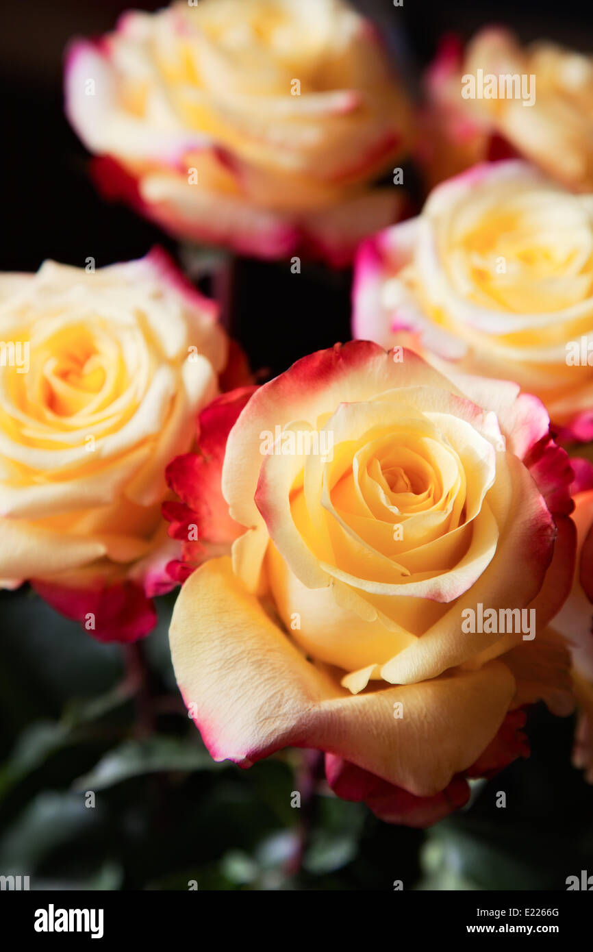 beautiful yellow flower rose. outdoor shot Stock Photo - Alamy