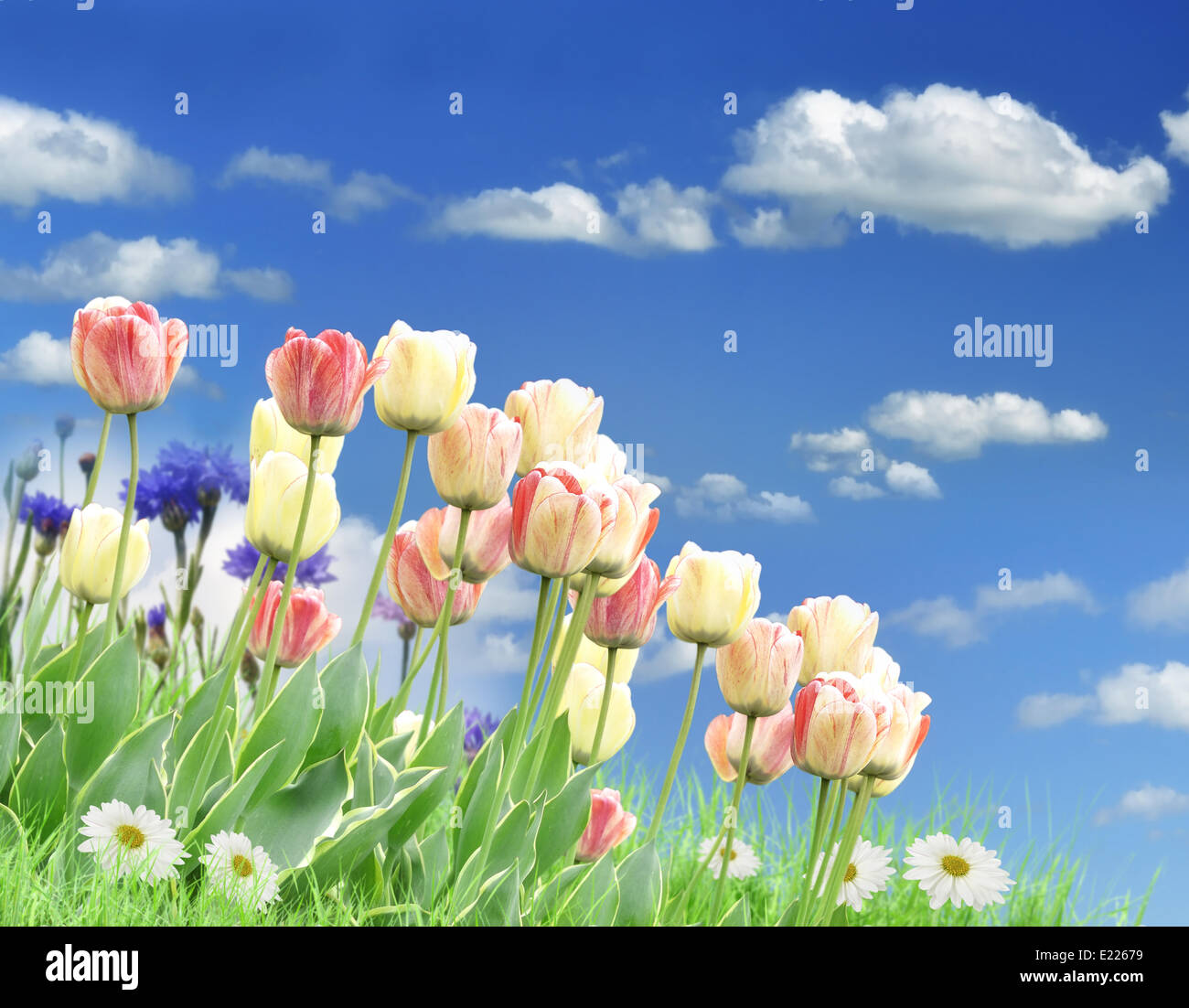 Field flower hi-res stock photography and images - Alamy