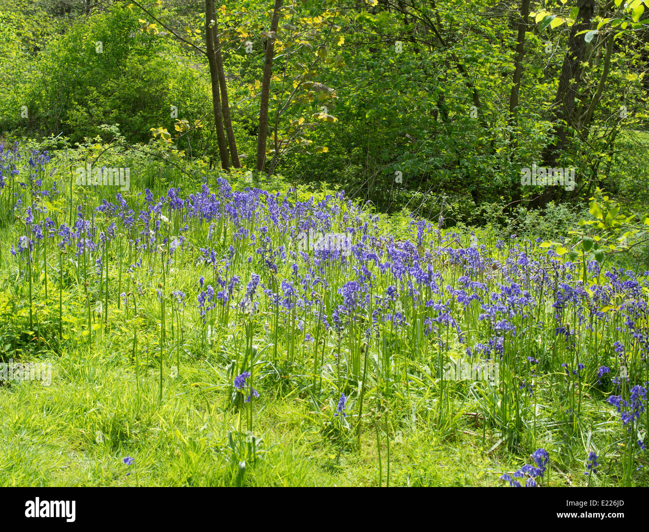 Riccal dale hi-res stock photography and images - Alamy