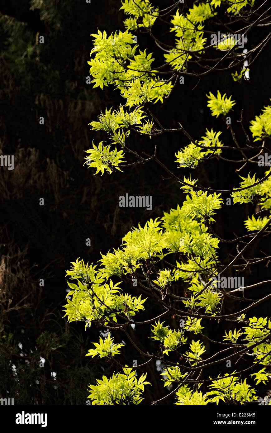young spring leaves on tree Stock Photo - Alamy