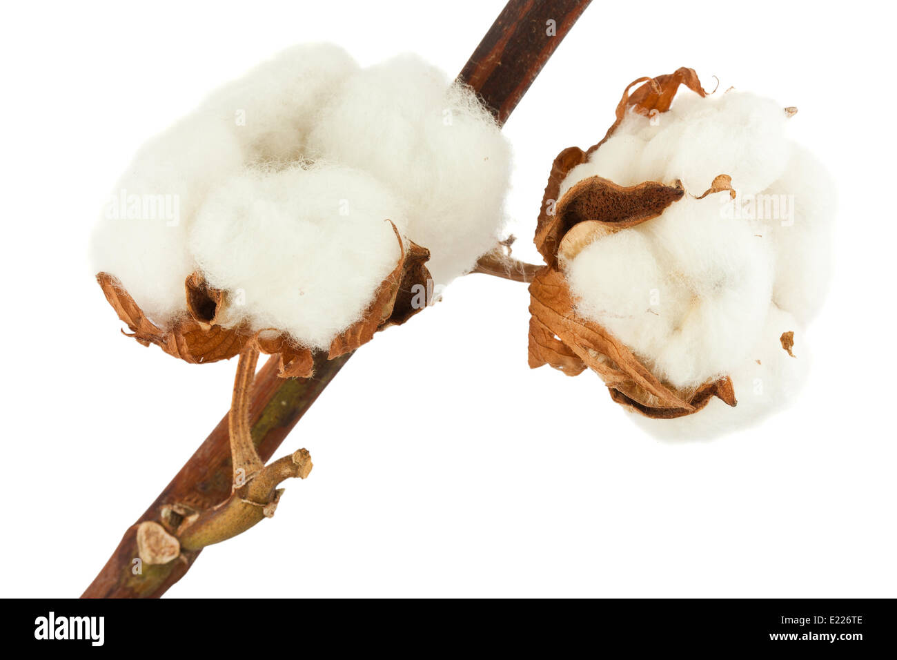 Cotton plant with bolls Stock Photo
