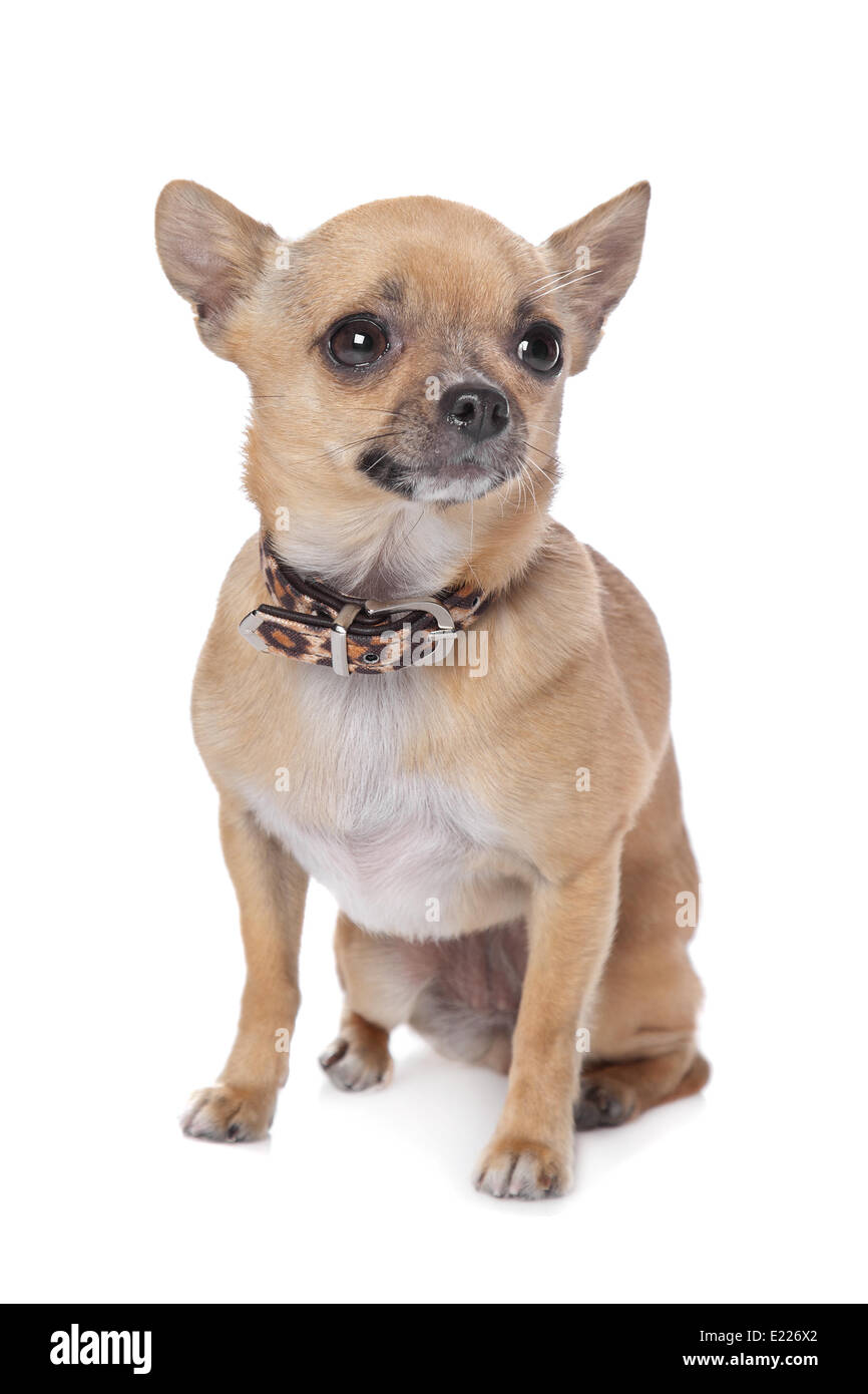 short haired chihuahua