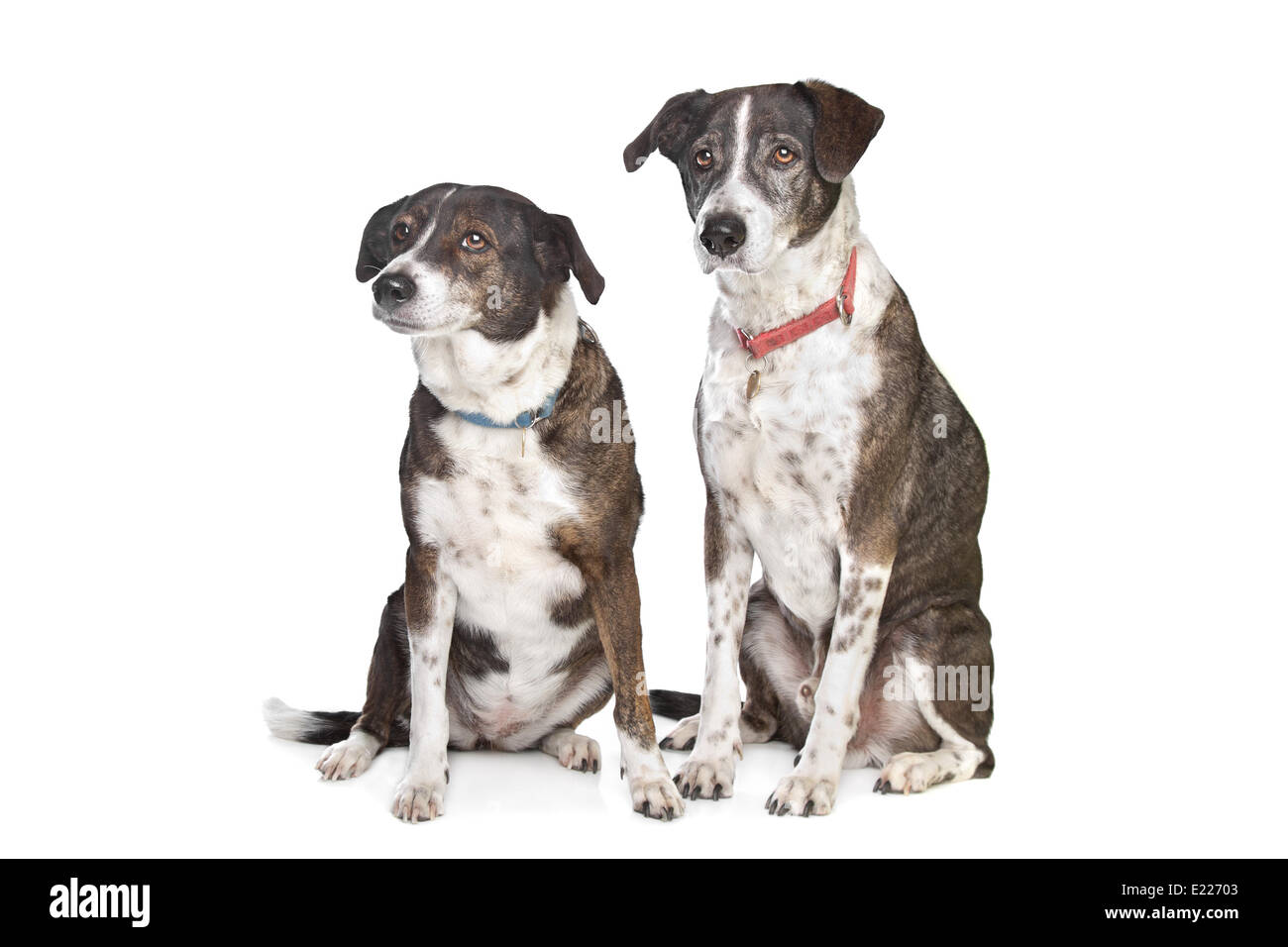 two brown and white mixed breed dogs Stock Photo