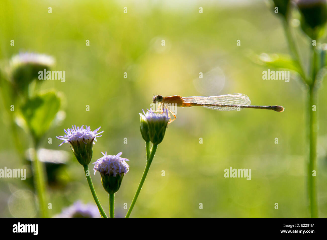 Damselfly on little purple flower Stock Photo - Alamy