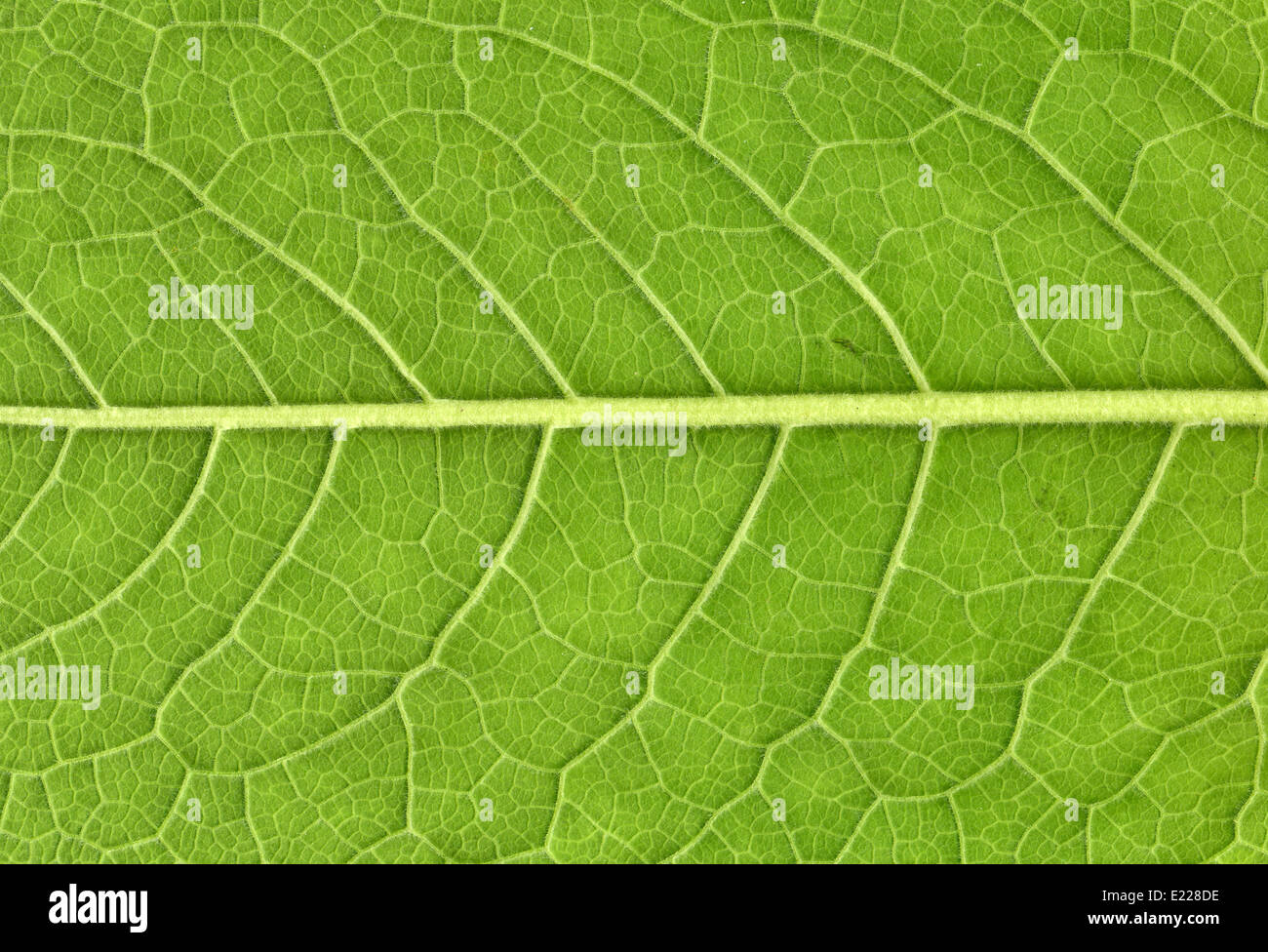 Leaf veins close up Stock Photo