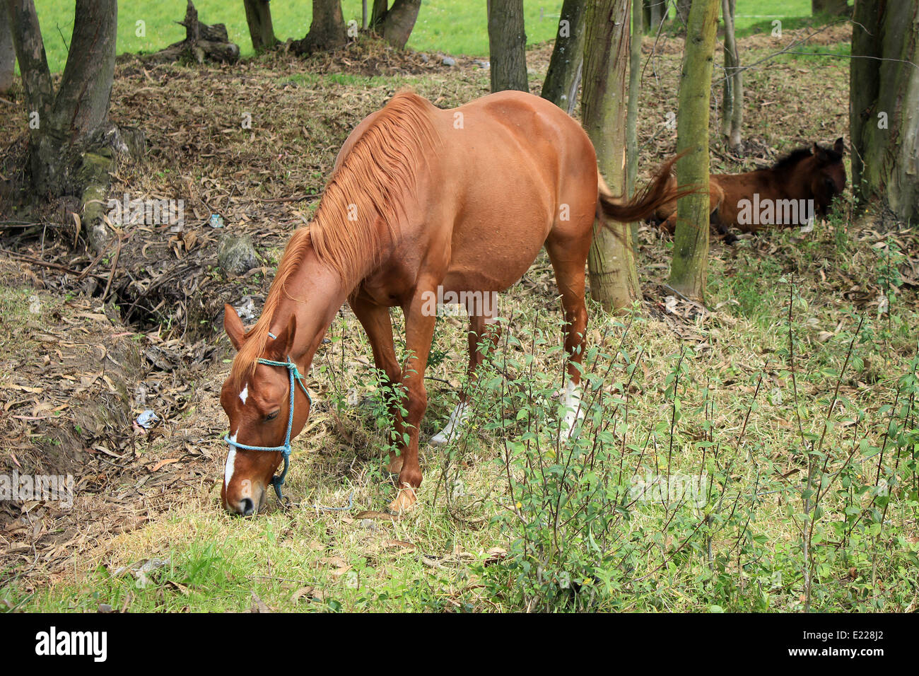 A horse grazing in a farmers pasture in Cotacachi, Ecuador Stock Photo