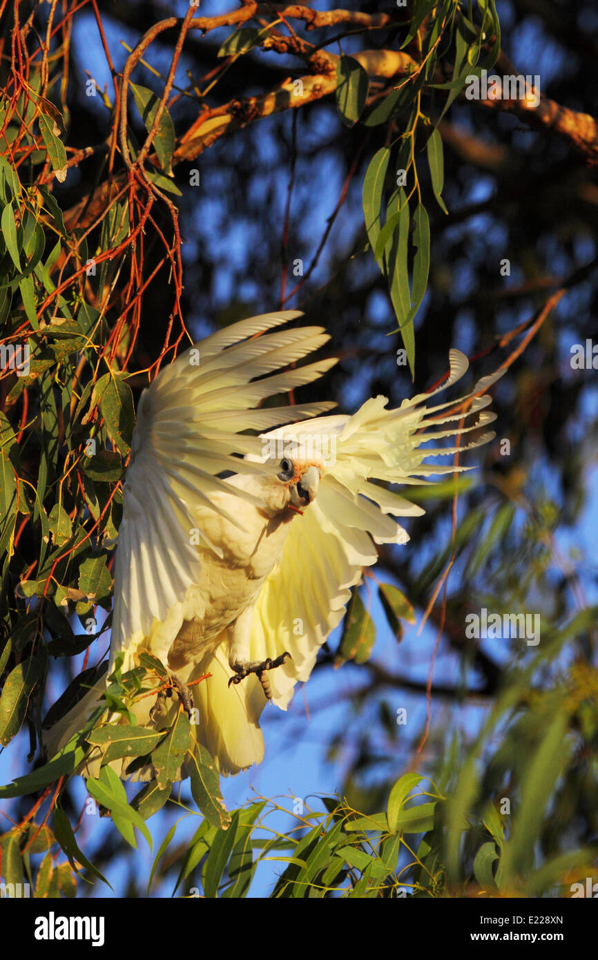 After hanging inverted to forage in this eucalyptus tree, a Little Corella takes flight - Perth, Western Australia. Stock Photo