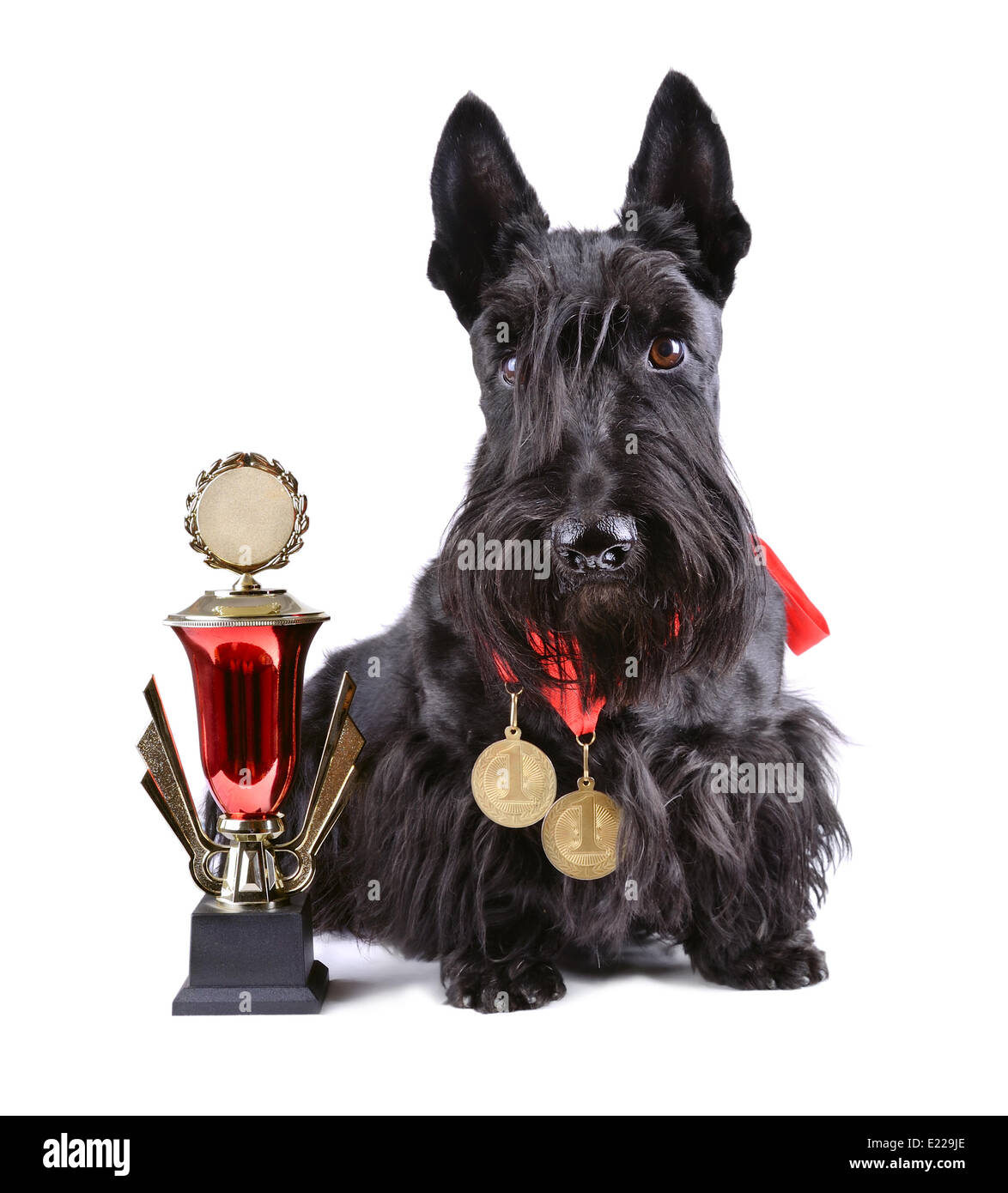 Champion dog with gold gup Stock Photo