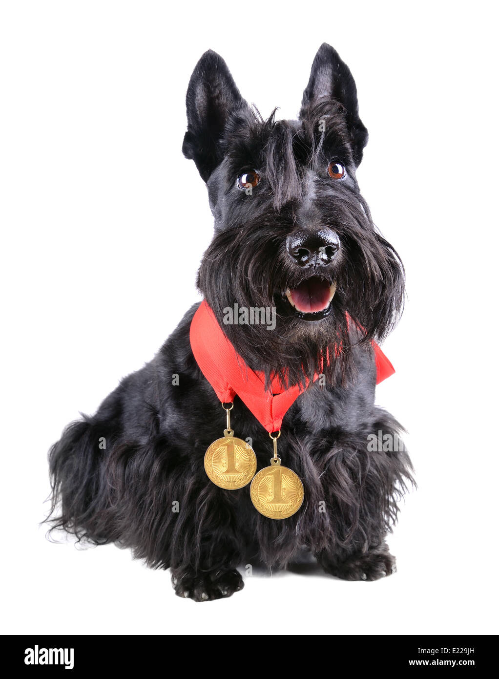 Champion dog Stock Photo