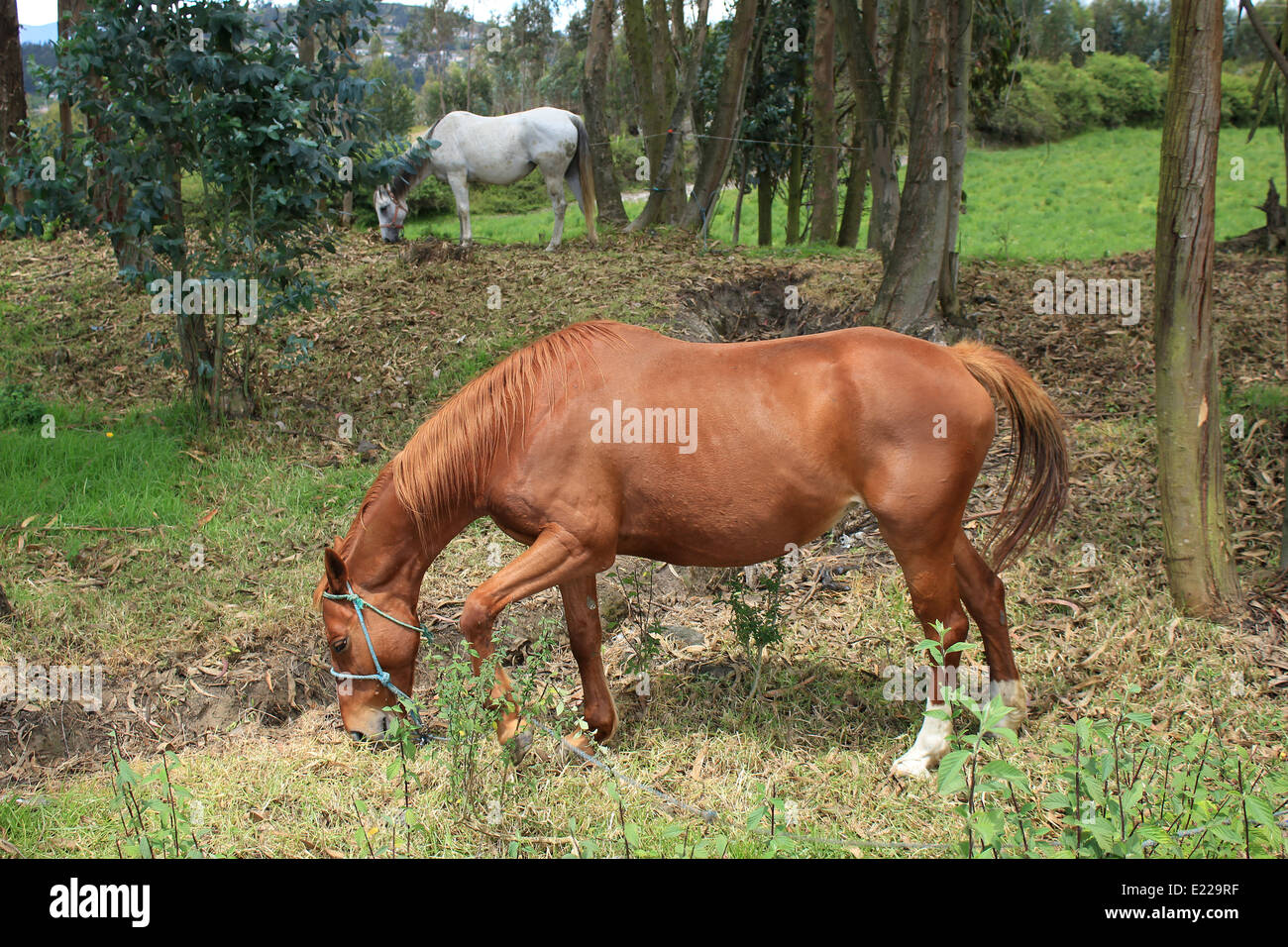 A horse grazing in a farmers pasture in Cotacachi, Ecuador Stock Photo