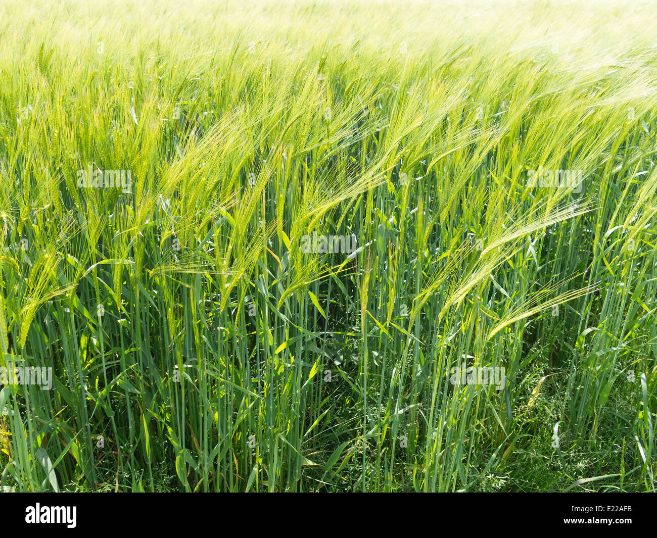 Close up of wheat ripening in a field in early summer Stock Photo