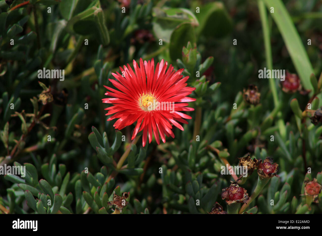 A red flower in a garden in Cotacachi, Ecuador Stock Photo - Alamy