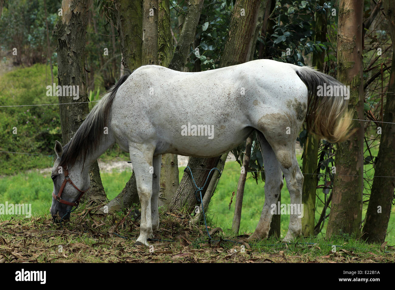 A horse grazing in a farmers pasture in Cotacachi, Ecuador Stock Photo