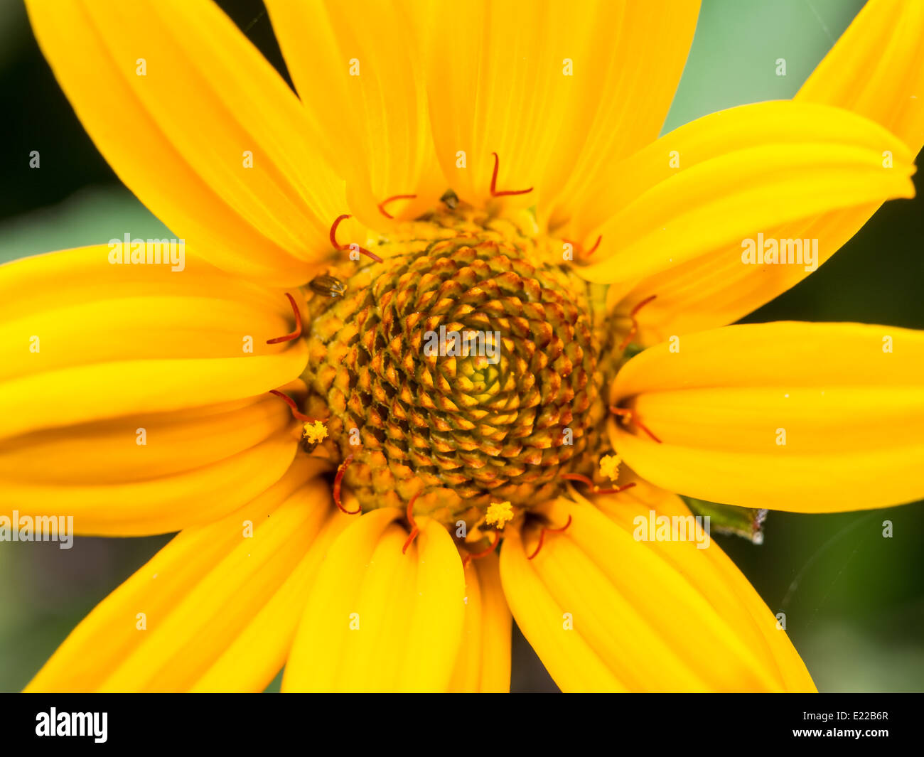 Yellow daisy hi-res stock photography and images - Alamy