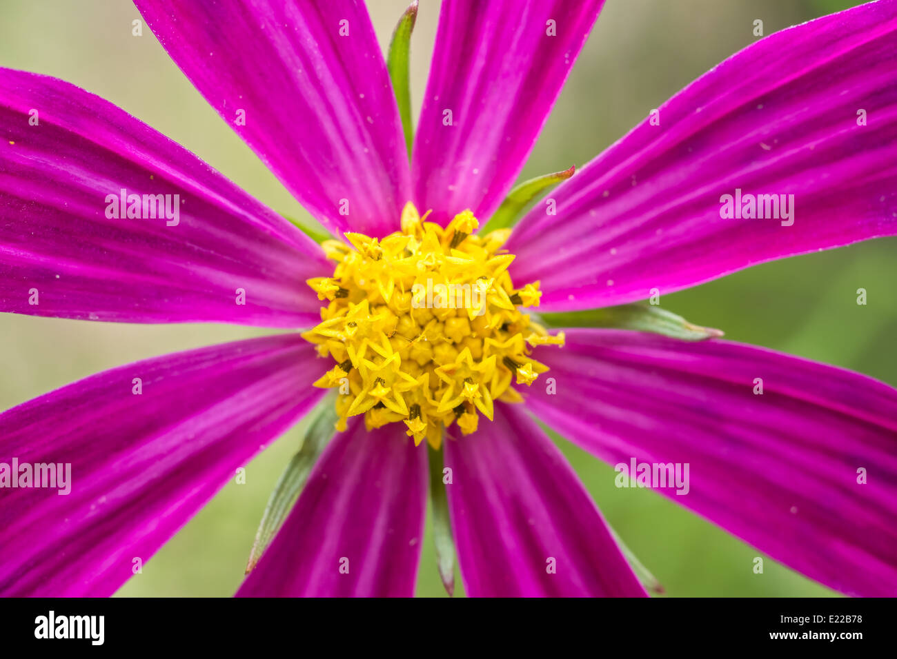 Summer Pink Daisy Flower Close Up Stock Photo