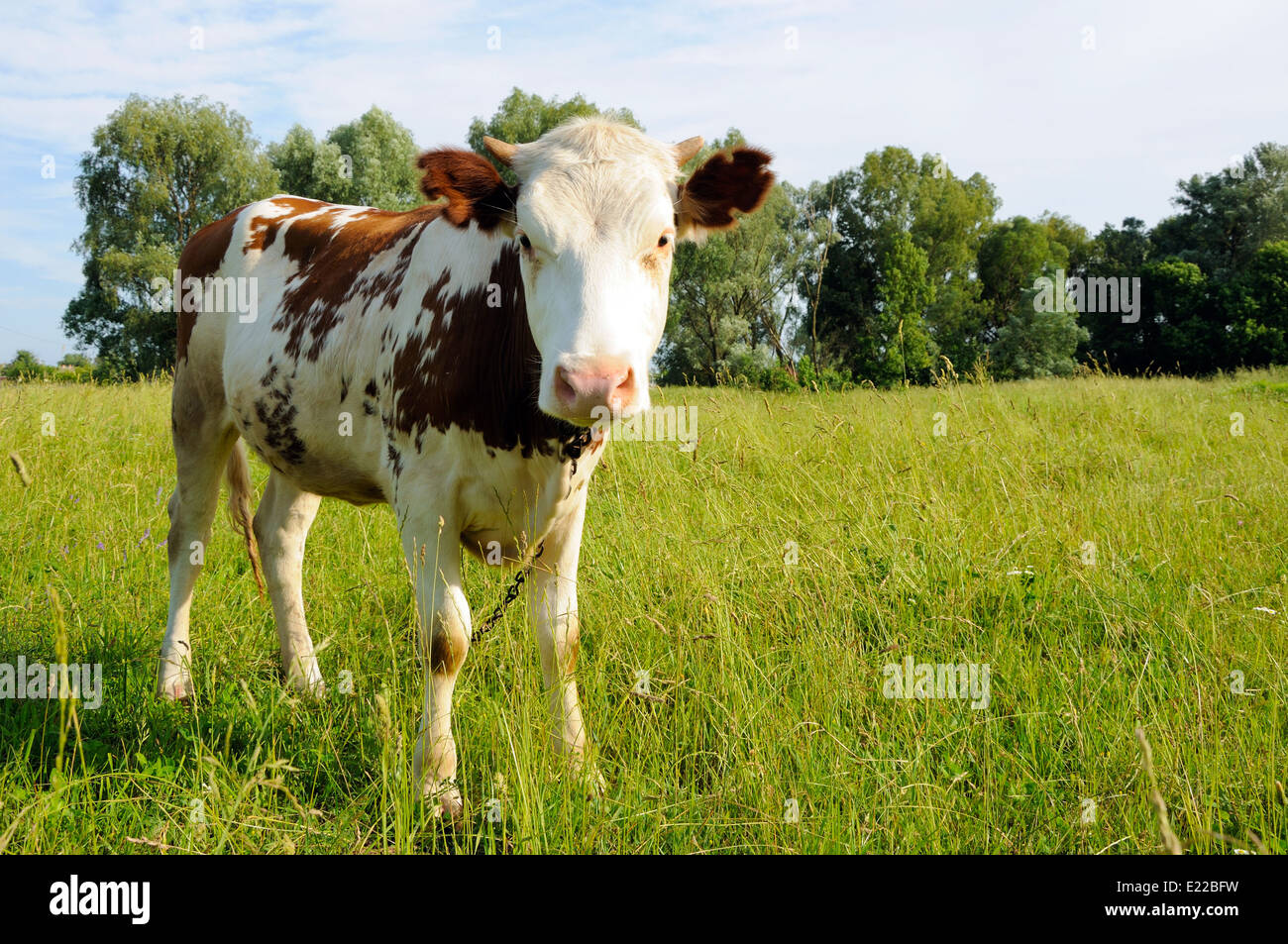 Cow on a summer pasture standing and looking at photographer Stock ...