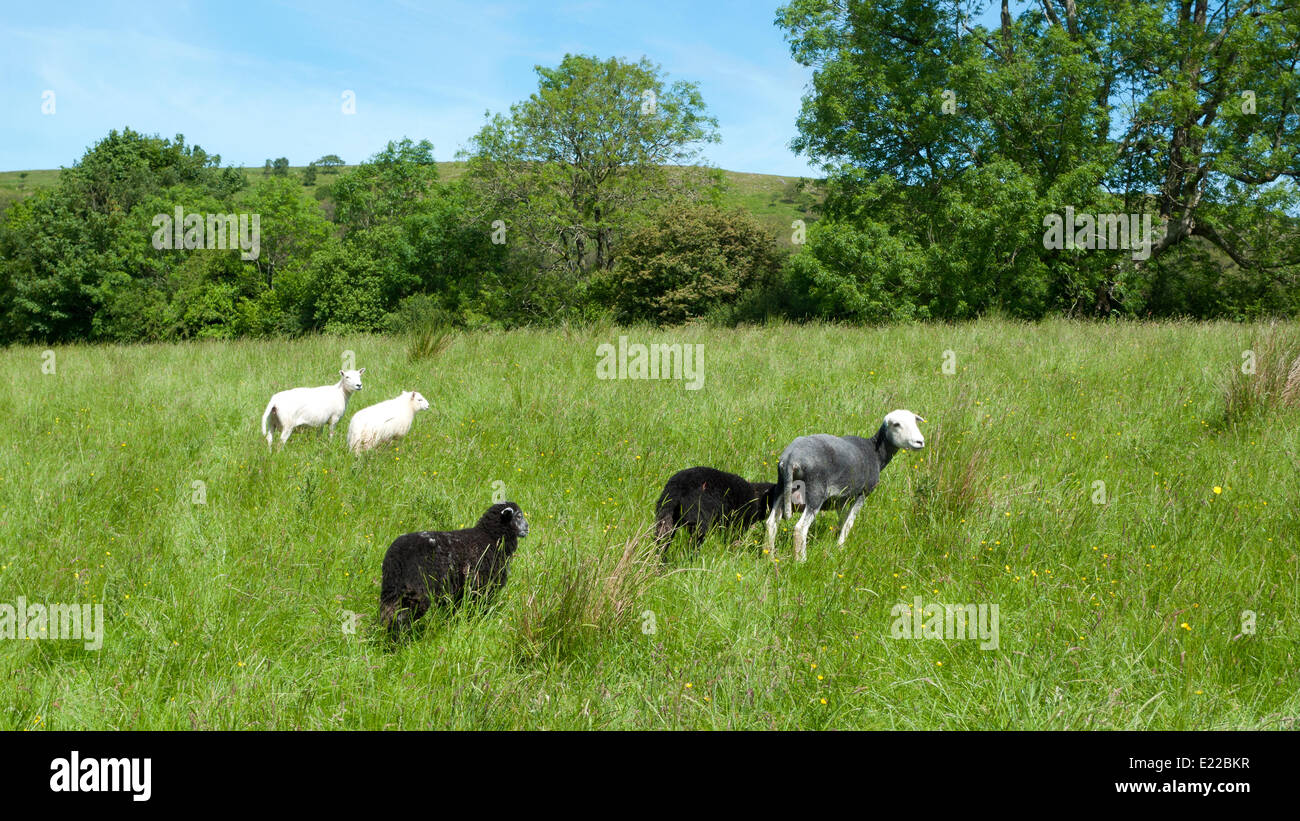 Newly shorn black sheep and white sheep and lambs looking for shelter from the midday summer