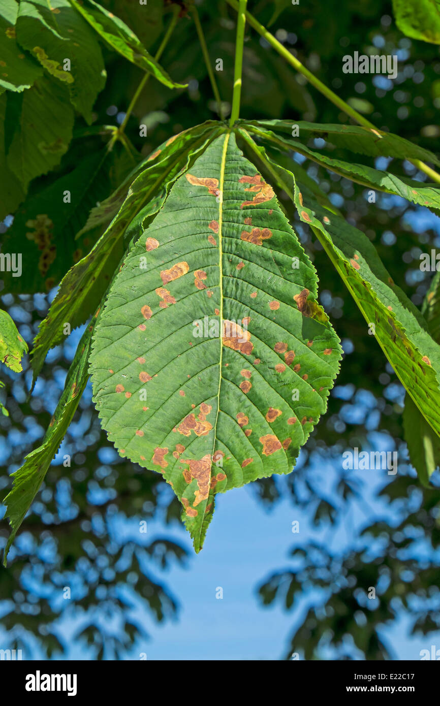 Diseased leaf of Horse chestnut tree Stock Photo