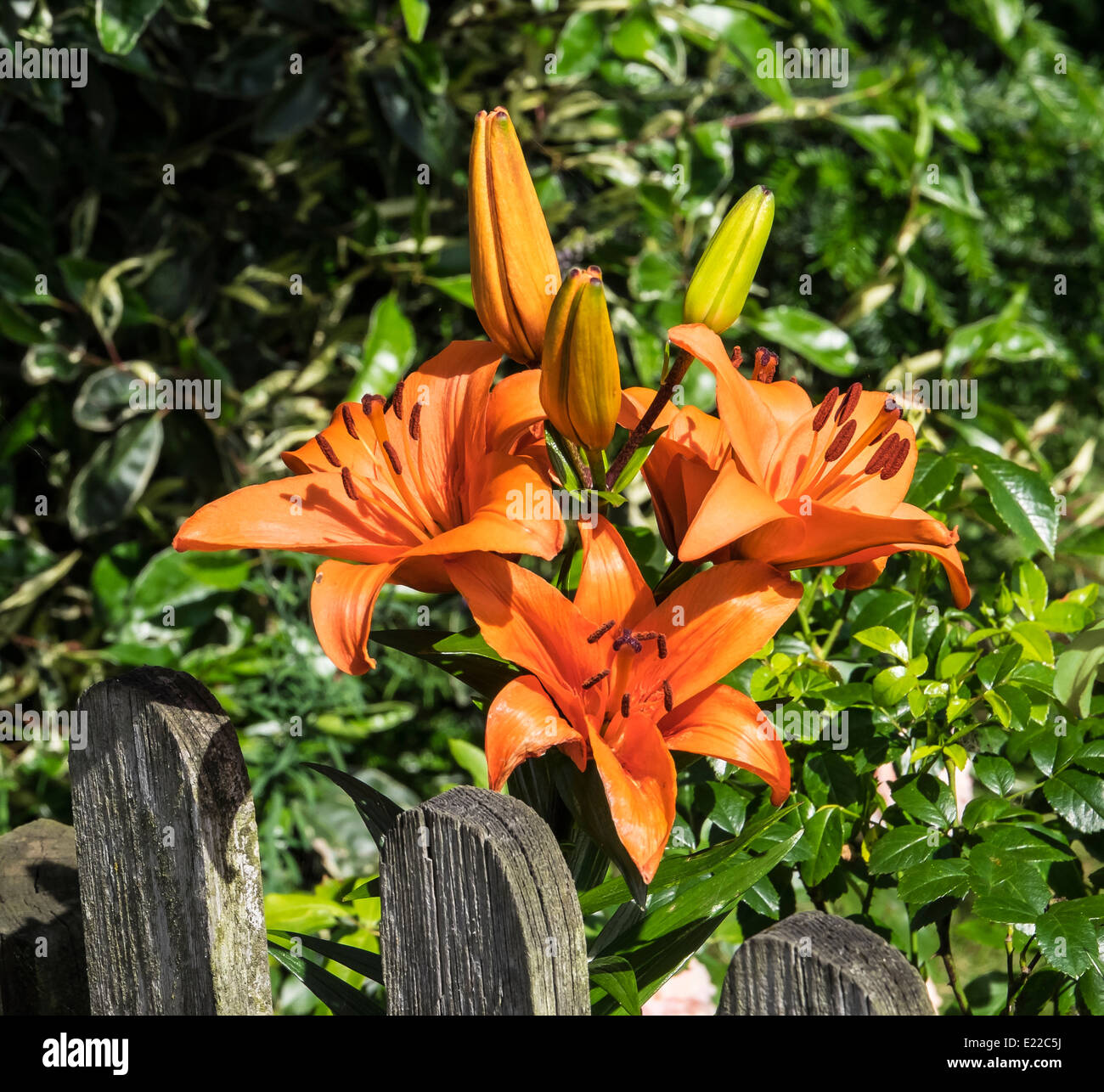 orange lily Stock Photo
