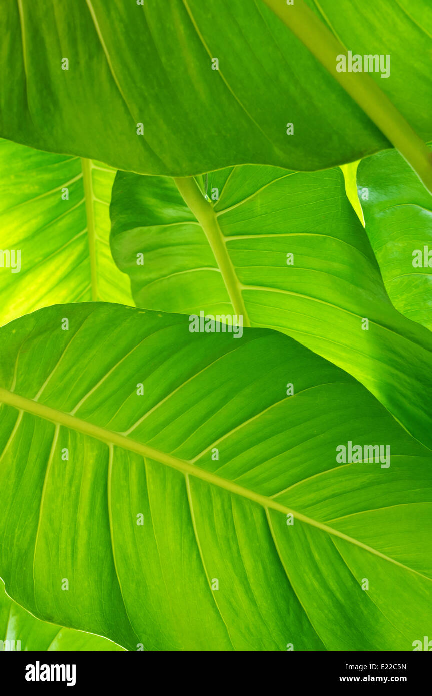 Lush green foliage hi-res stock photography and images - Alamy
