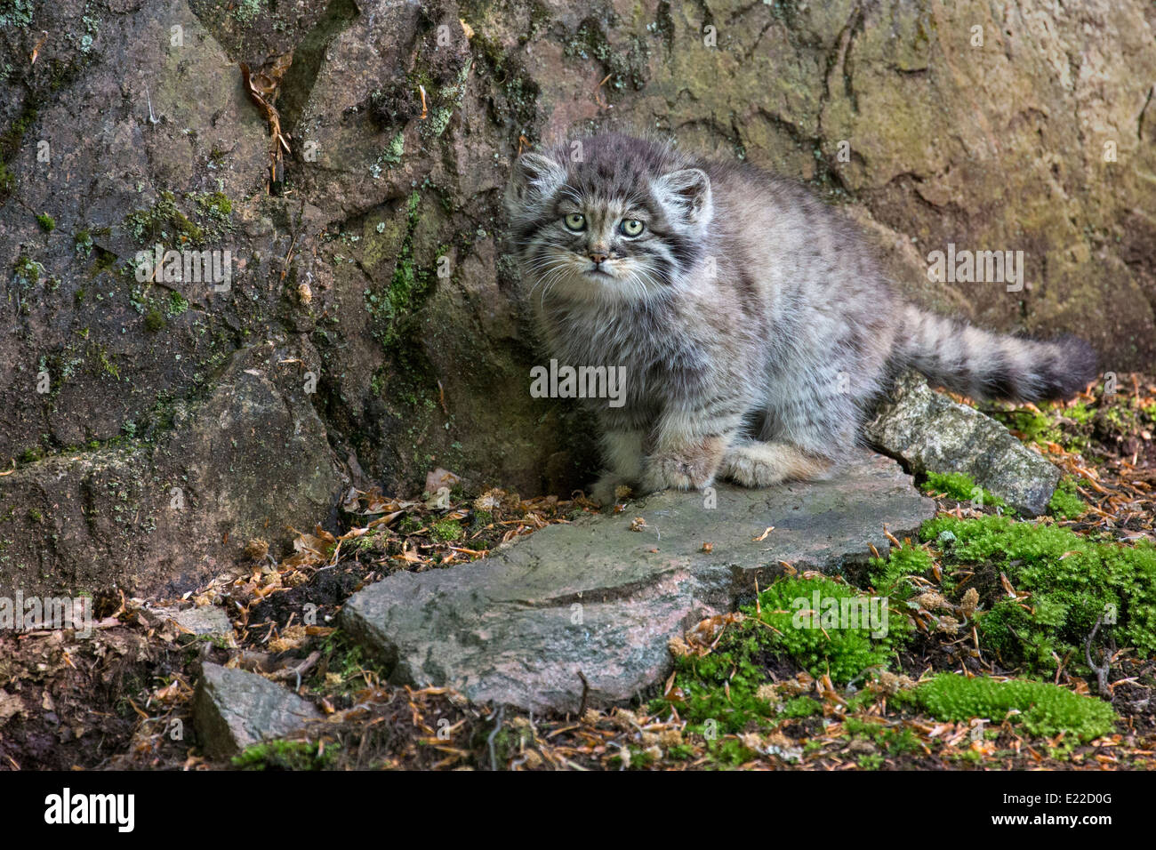 Pallas Cat kitten Stock Photo