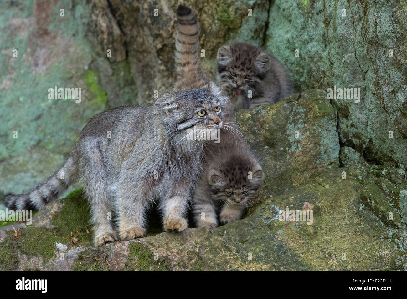 Pallas Cat, adult and kittens Stock Photo