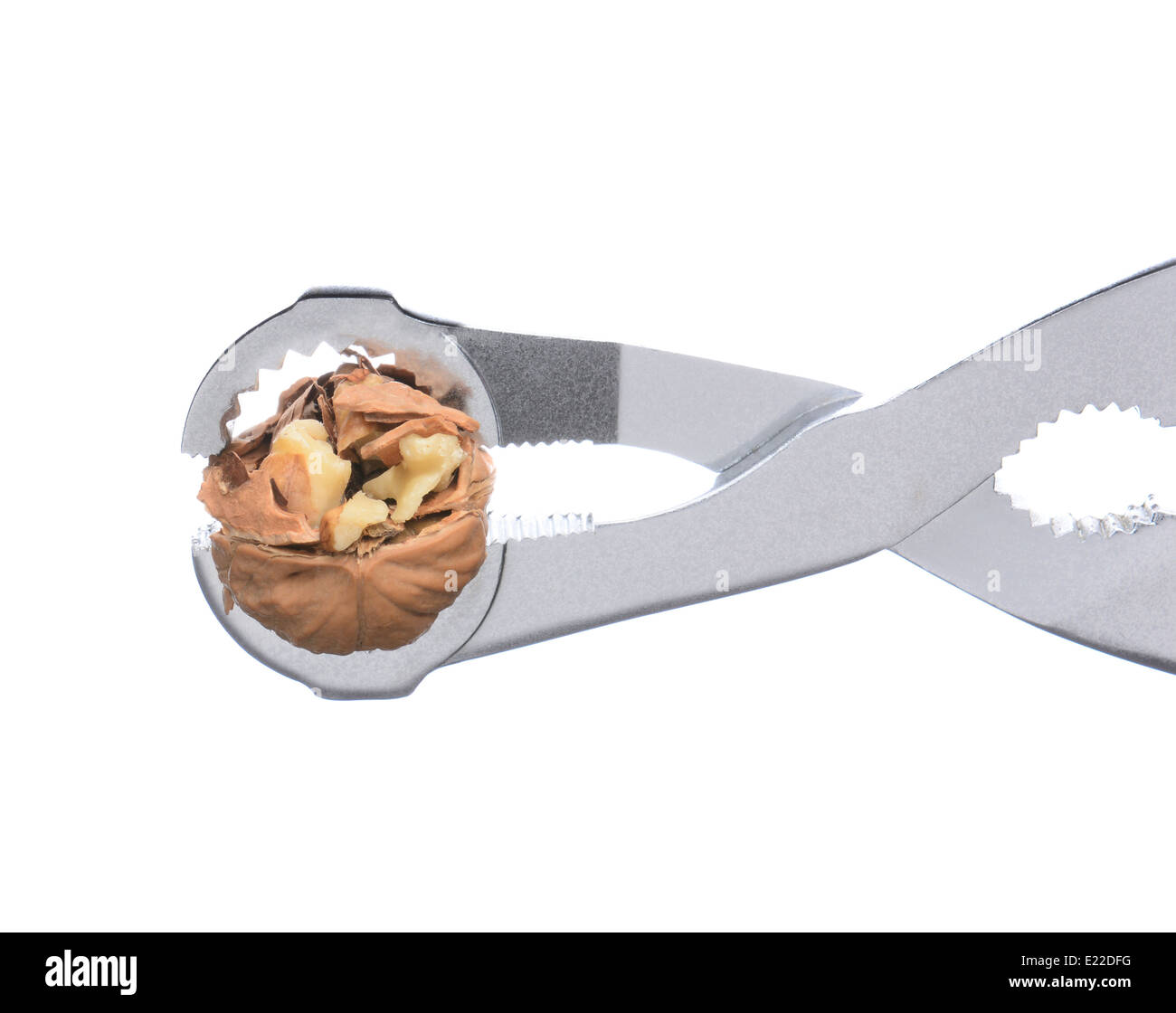 Closeup of a nutcracker with a walnut in its jaws. The nut is partially cracked. Horizontal format over a white background. Stock Photo