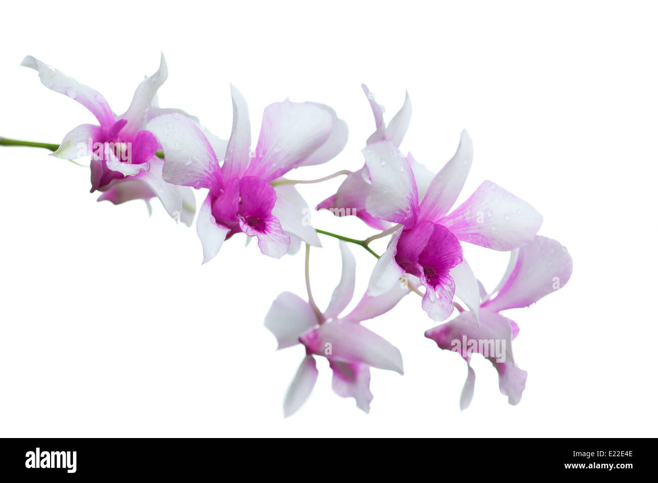 pink orchid isolated on white Stock Photo